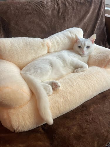 CuddleNest Pet Bed