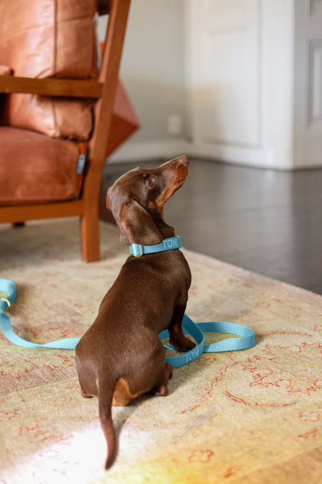 Sky Blue Collar