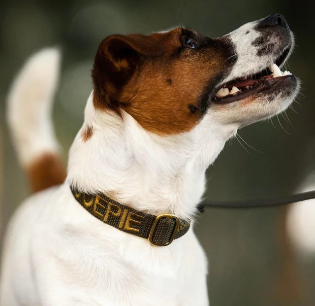 Olive Green Collar