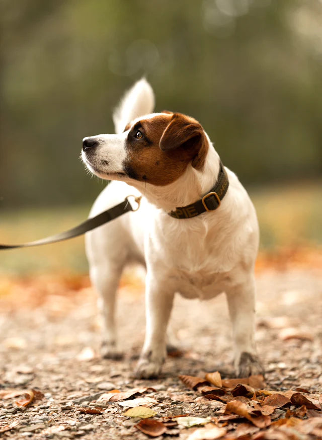 Olive Green Collar