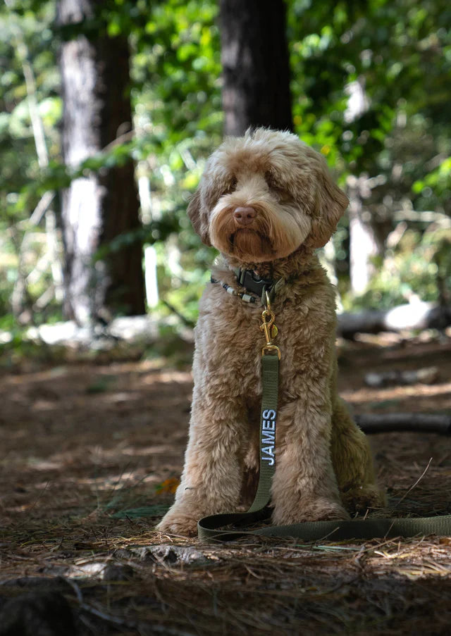 Olive Green Collar
