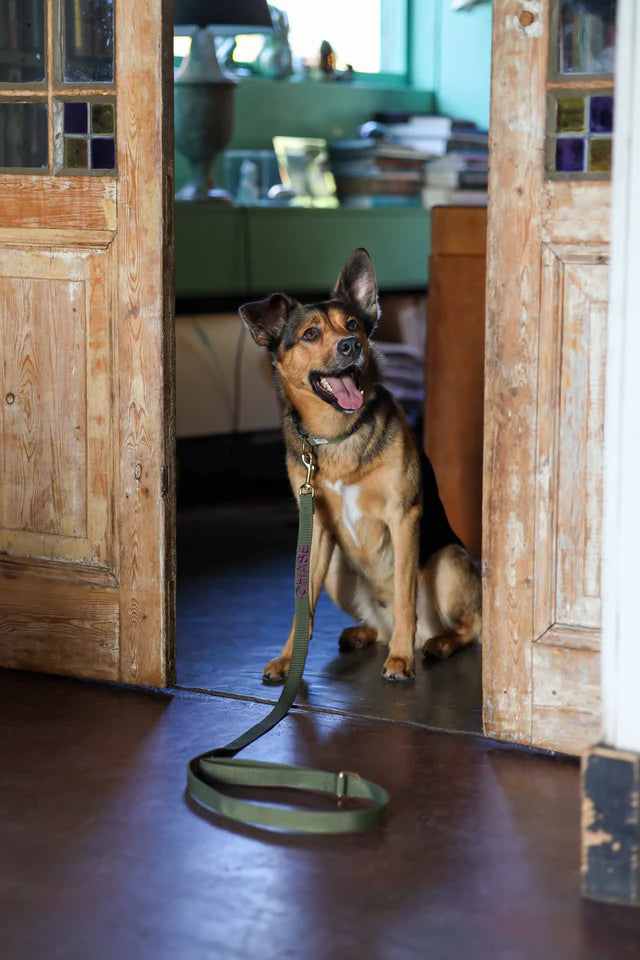 Olive Green Collar