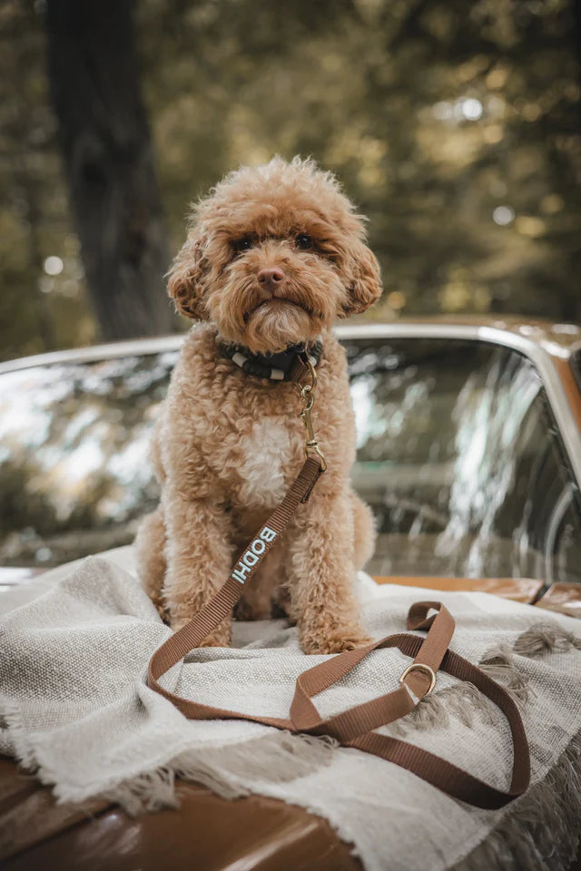 Brown Collar