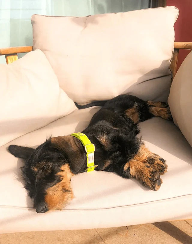 Neon Yellow Collar
