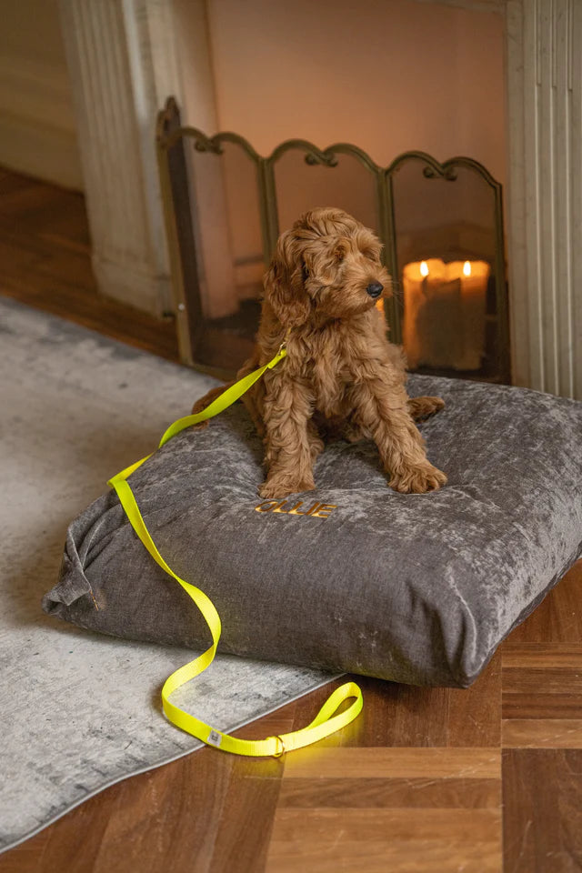 Neon Yellow Collar