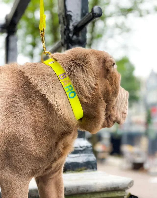 Neon Yellow Collar