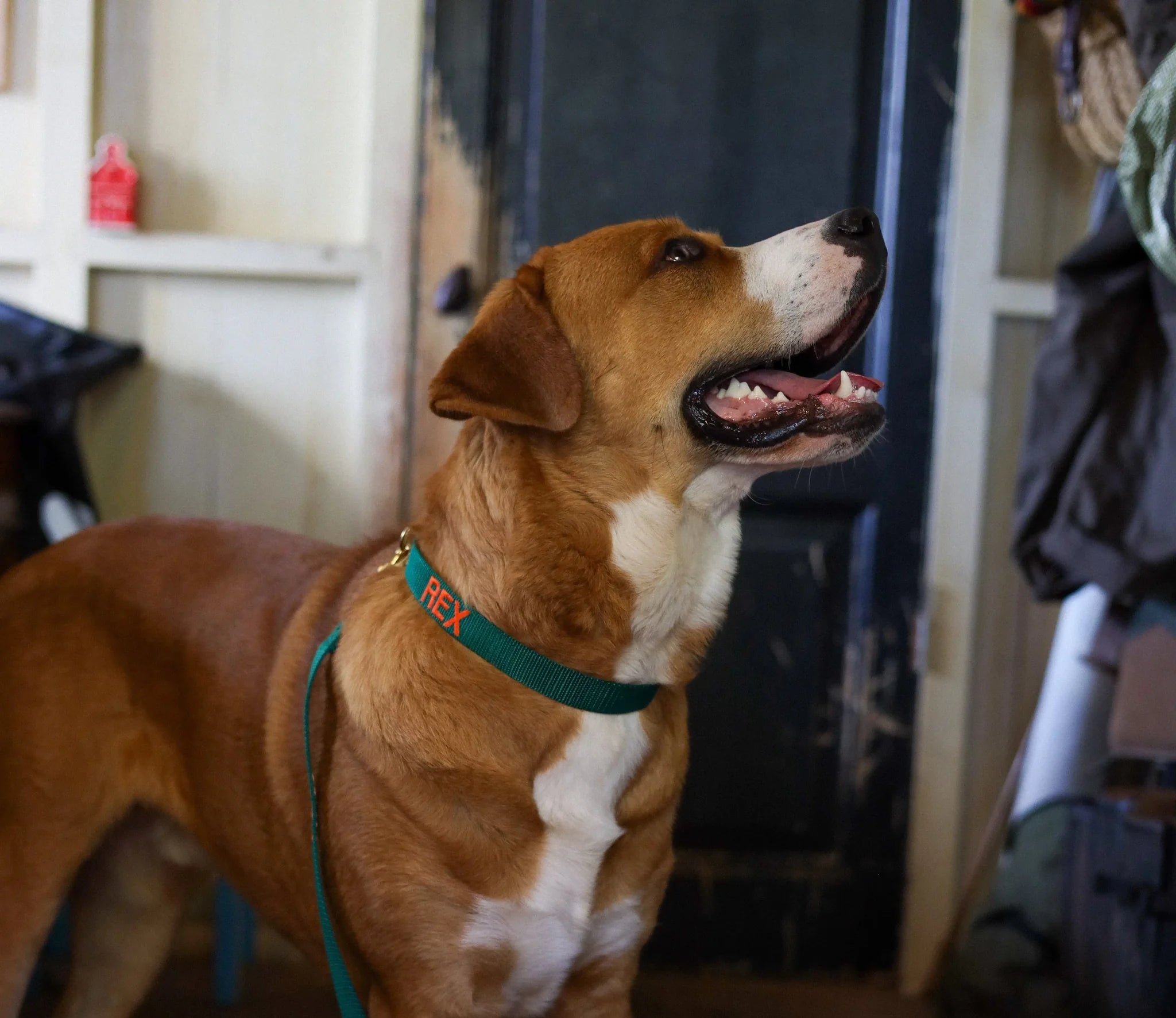 Hunting Green Collar