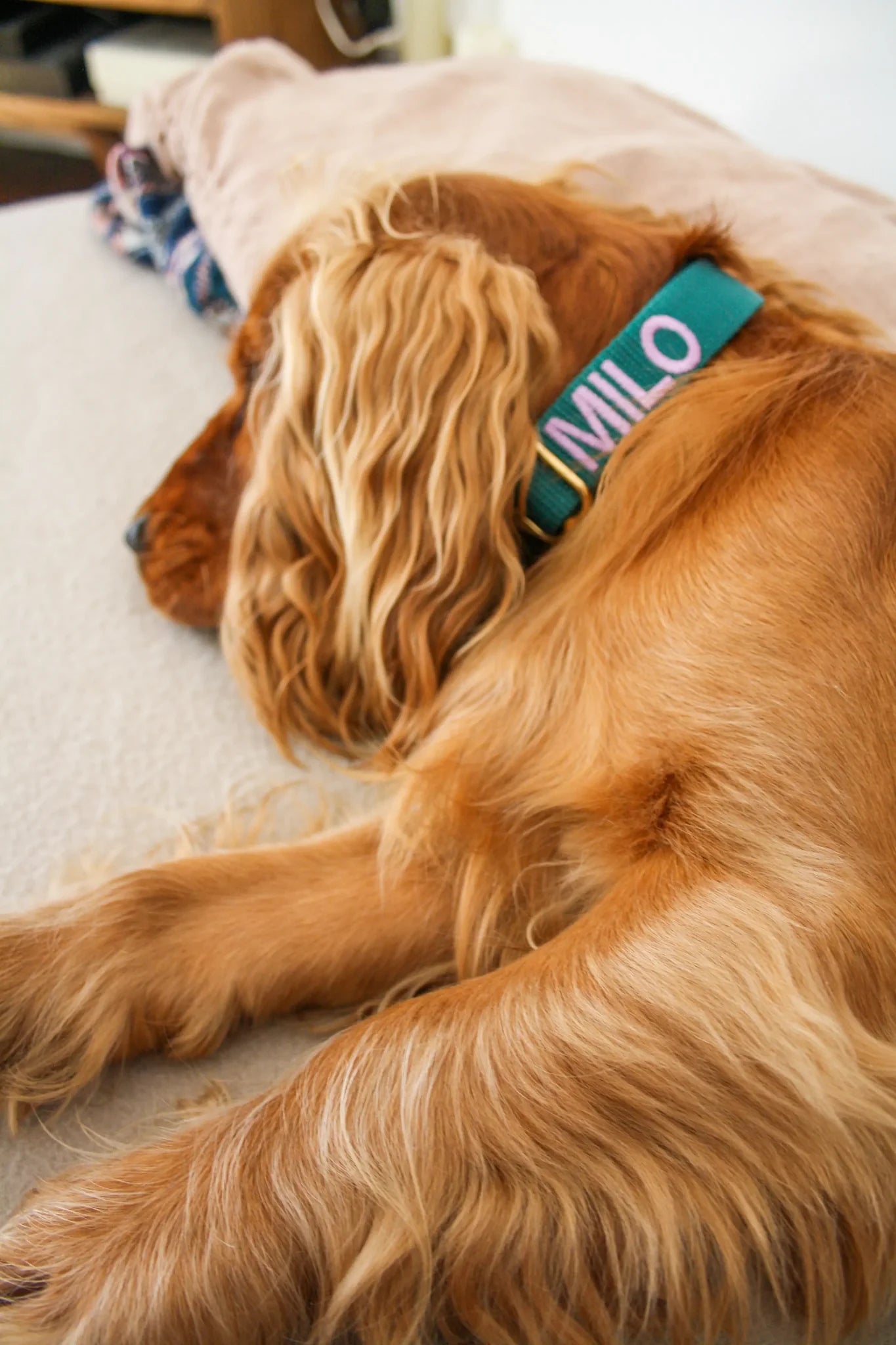 Hunting Green Collar