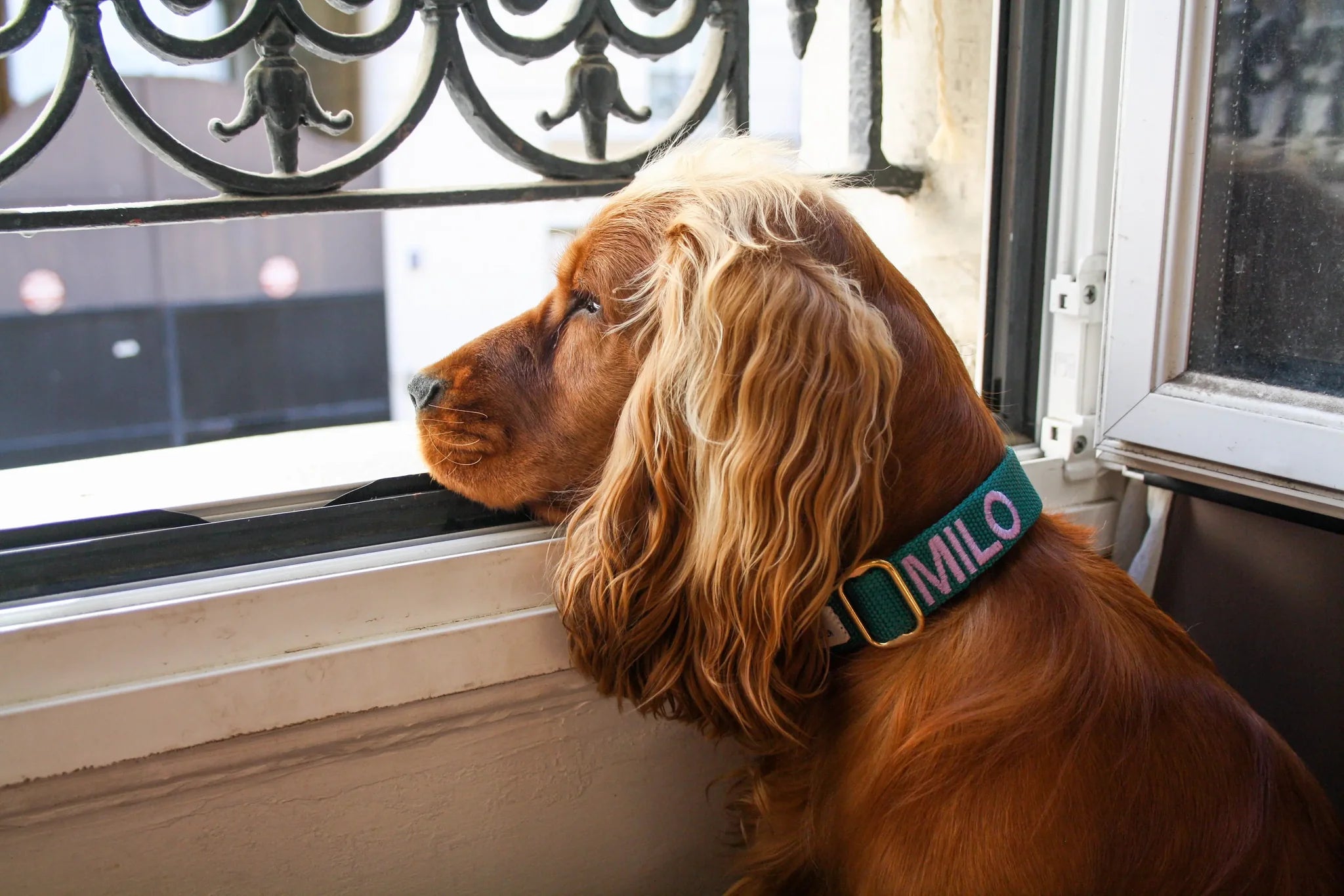 Hunting Green Collar