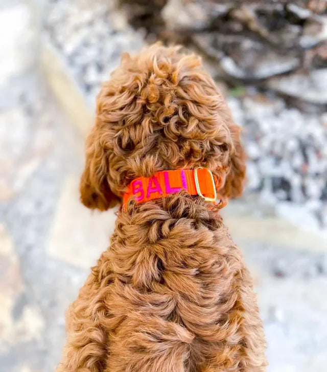 Orange Collar