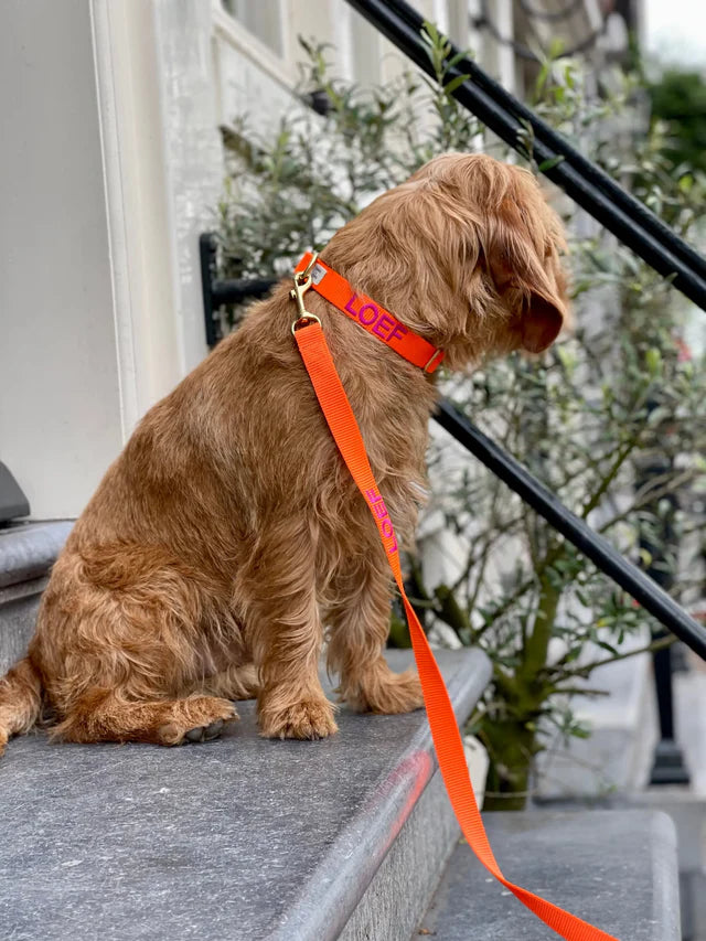 Orange Collar