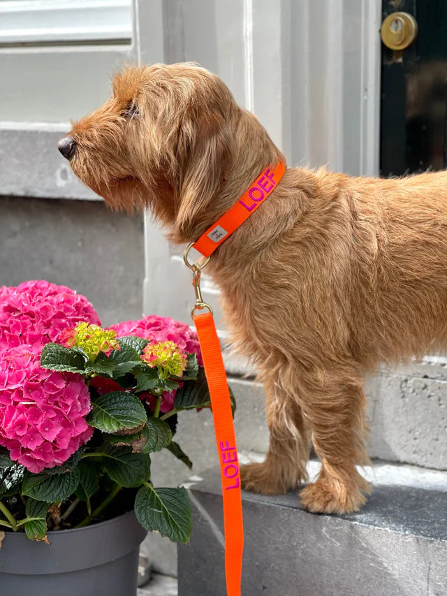 Orange Collar
