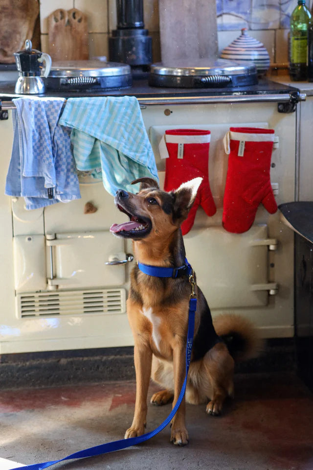 Royal Blue Collar