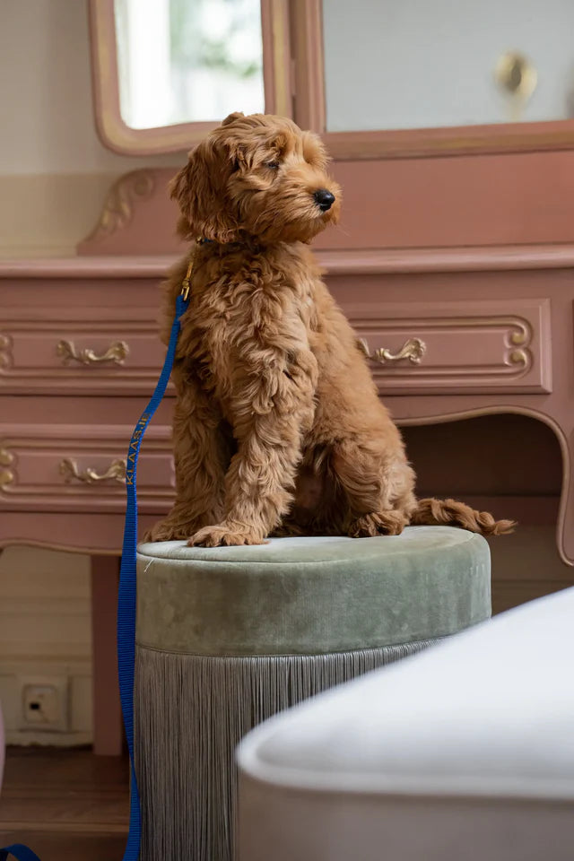 Royal Blue Collar