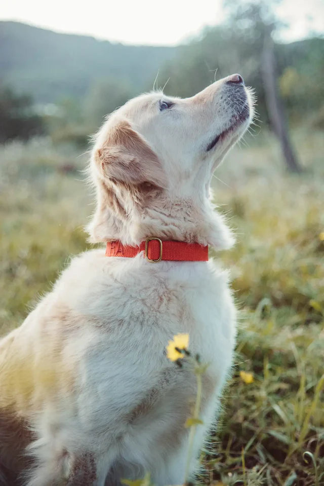 Cherry Red Collar