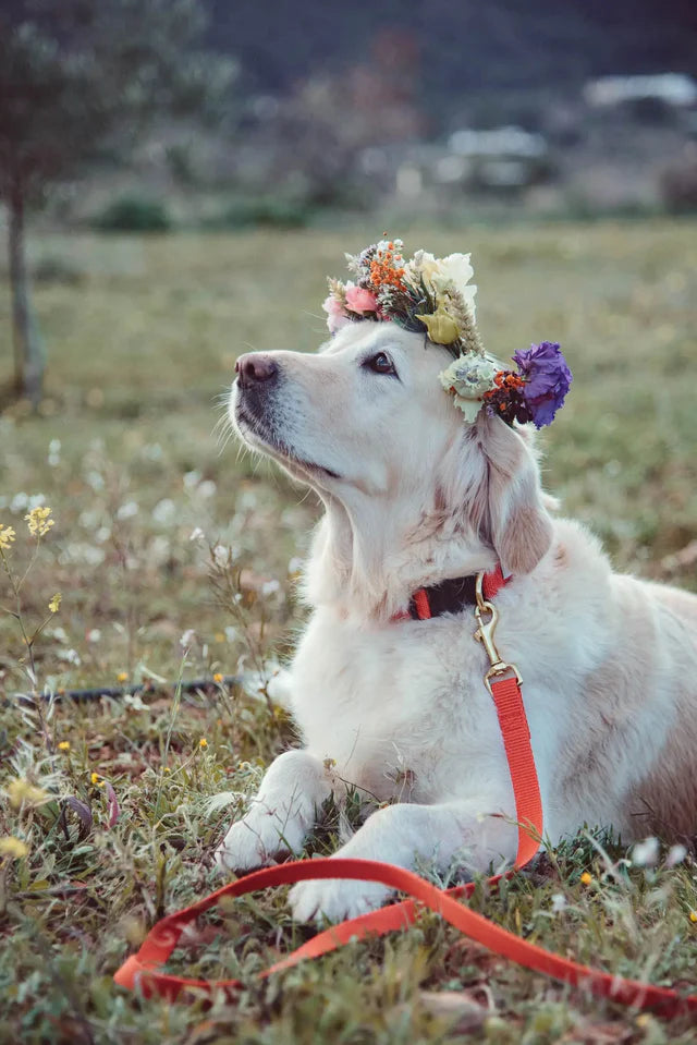 Cherry Red Collar