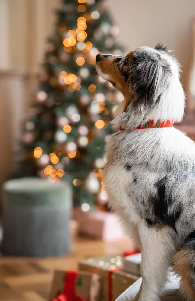 Cherry Red Collar