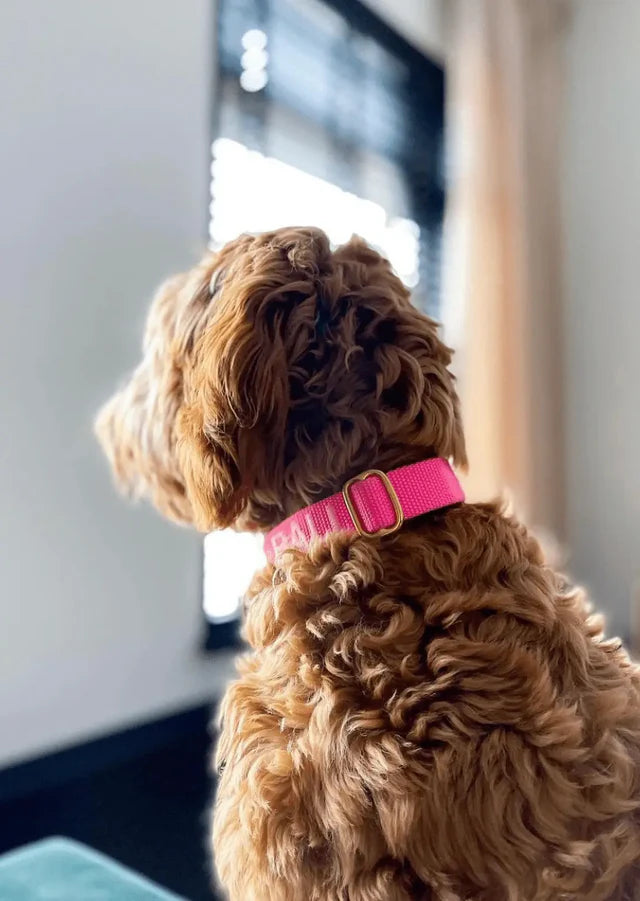 Hot Pink Collar