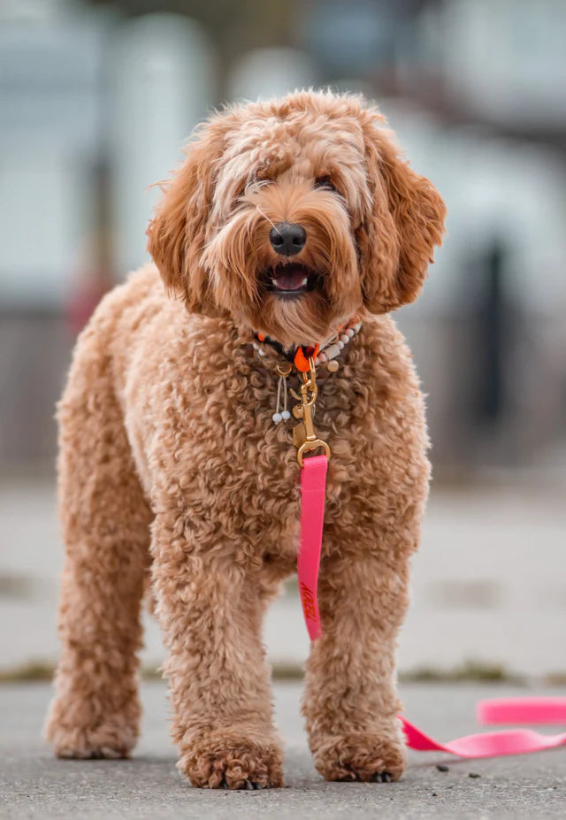 Hot Pink Collar