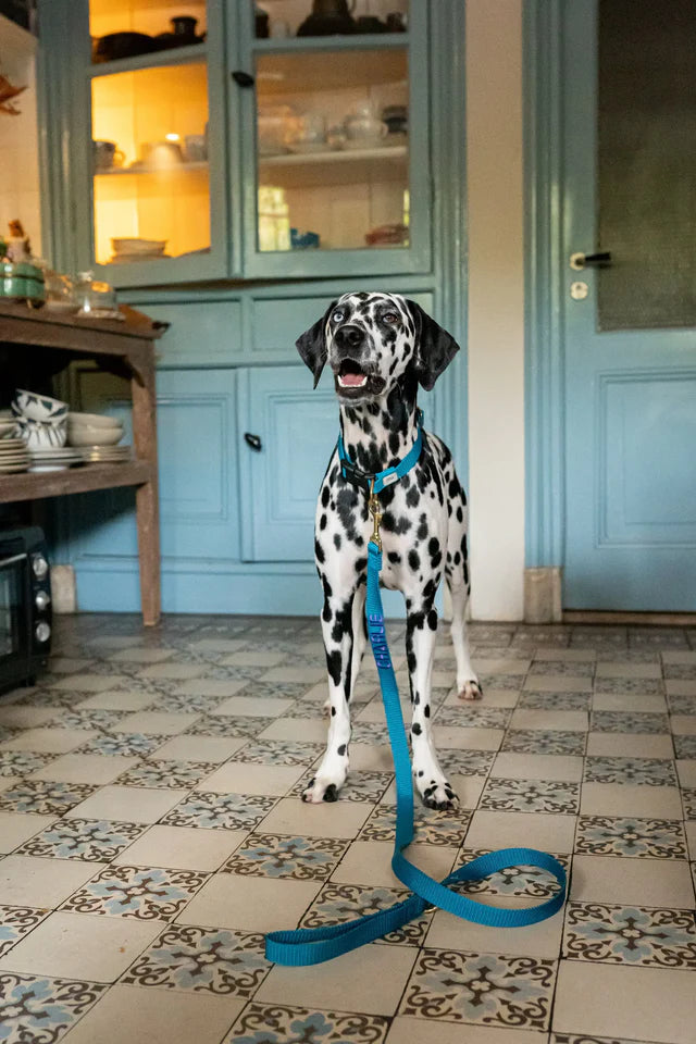 Ocean Blue Collar