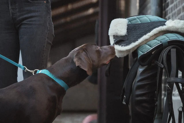 Ocean Blue Collar