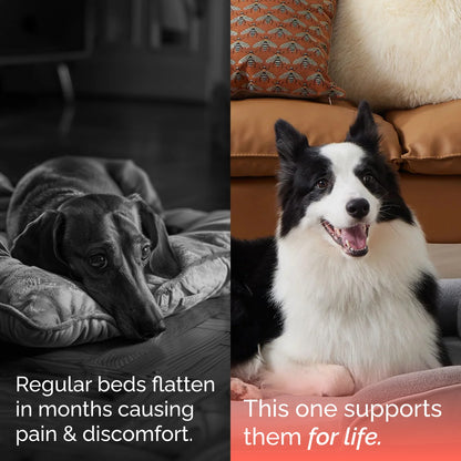 Orthopedic Dog Bed