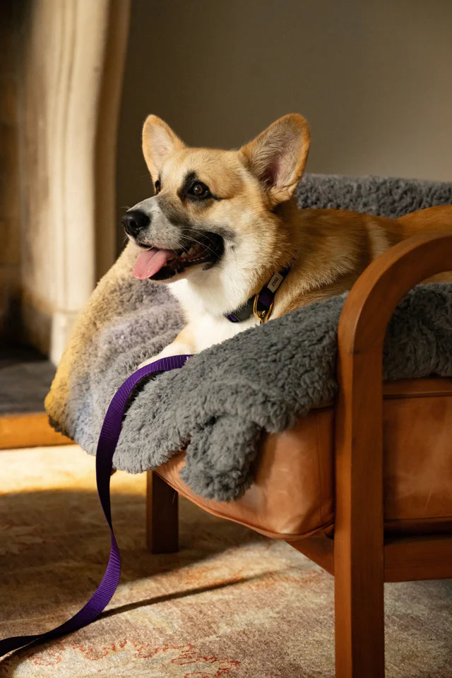 Royal Purple Collar